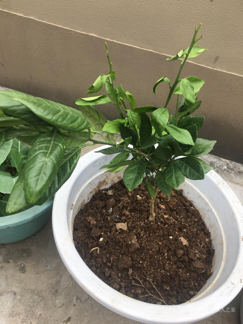 的简单介绍-爱游戏官网